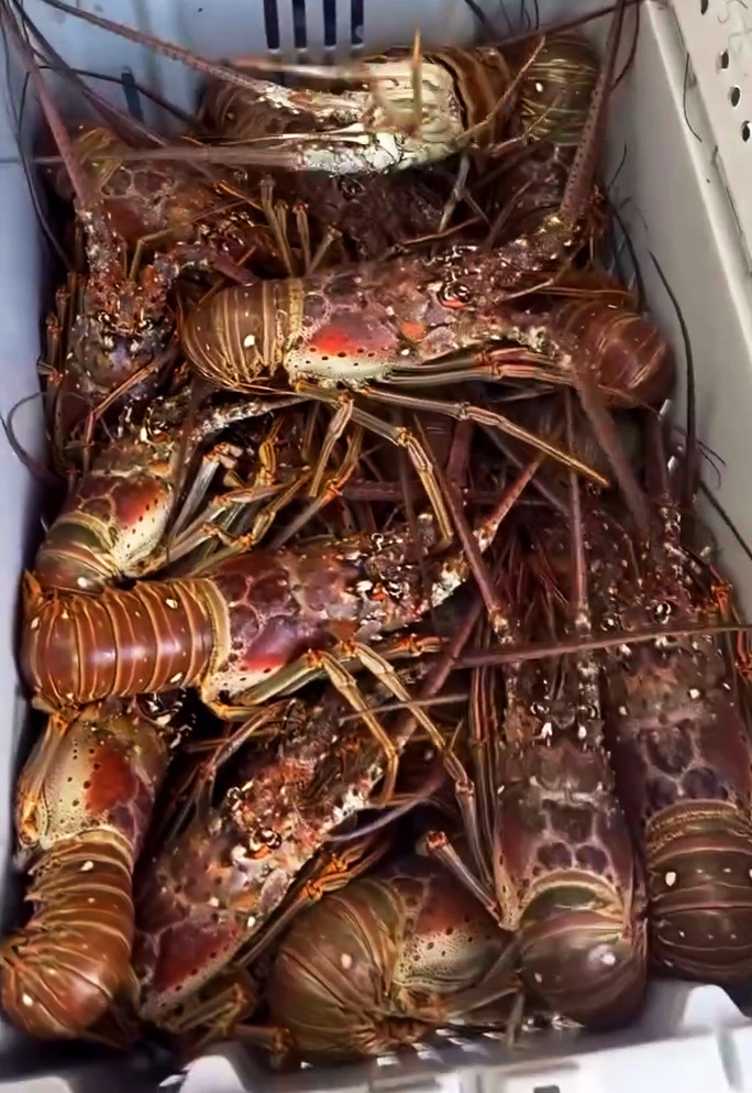 Langosta