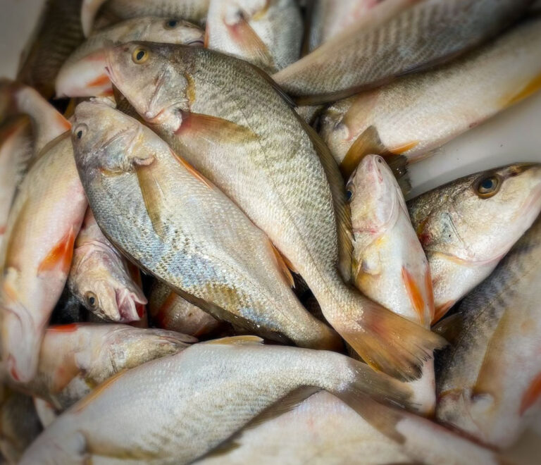 Corvina o Dorada