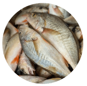Dorada o Corvina