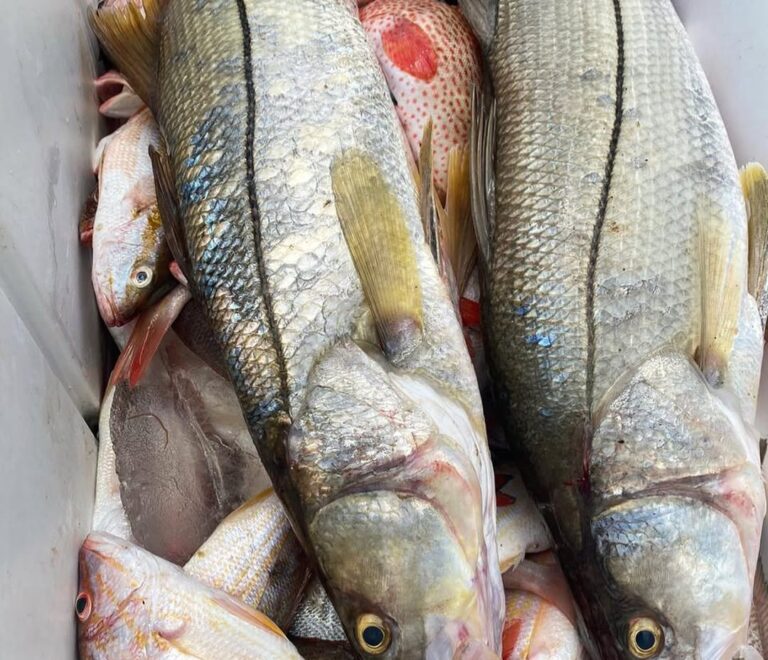 Robalo